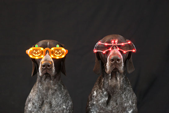 dogs halloween